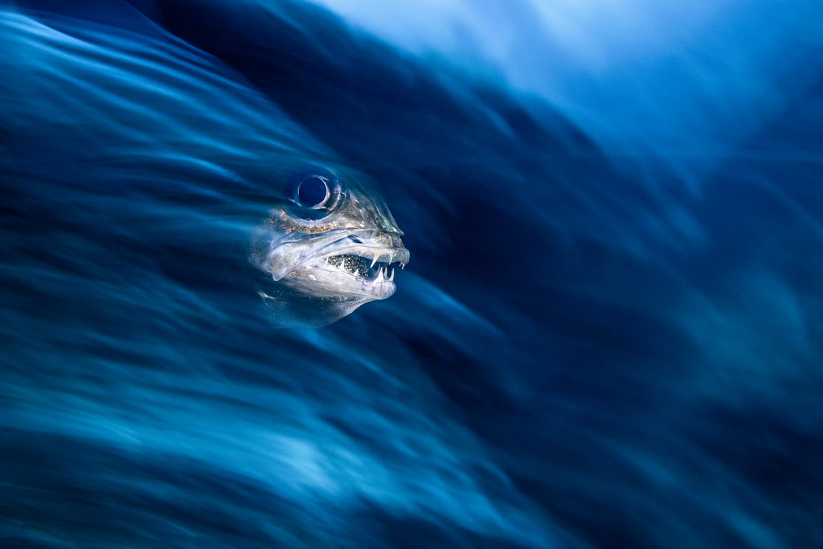 Победители конкурса Underwater Photographer of the Year 2019 Победители конкурса Underwater Photographer of the Year 2019