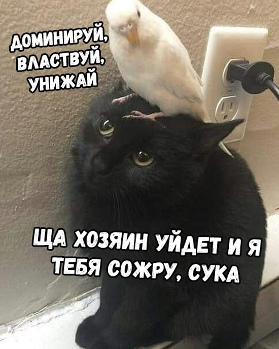 Прикольные картинки