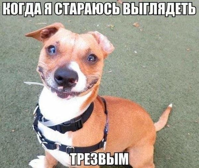 Прикольные картинки