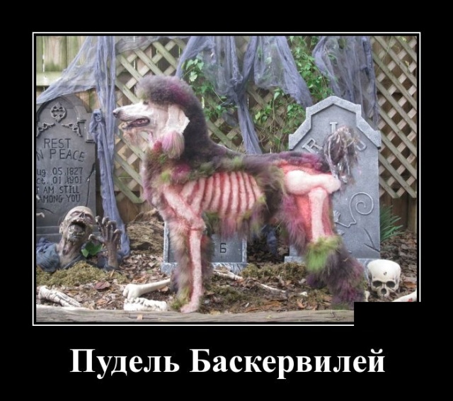 Демотиваторы