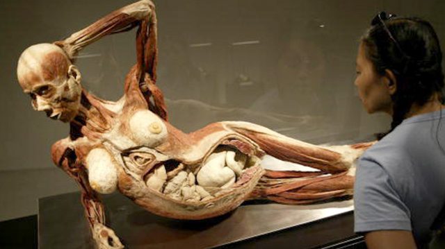 Экспонаты анатомической выставки Body Worlds могут скрывать жуткую тайну Экспонаты анатомической выставки Body Worlds могут скрывать жуткую тайну