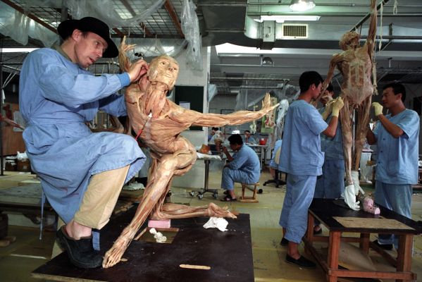 Экспонаты анатомической выставки Body Worlds могут скрывать жуткую тайну Экспонаты анатомической выставки Body Worlds могут скрывать жуткую тайну