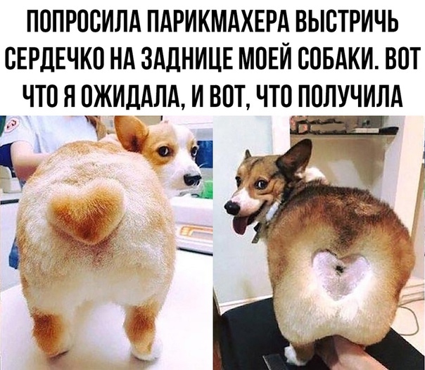 Забавные картинки