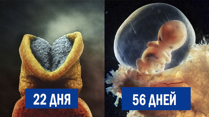 Зарождение жизни в объективе Зарождение жизни в объективе