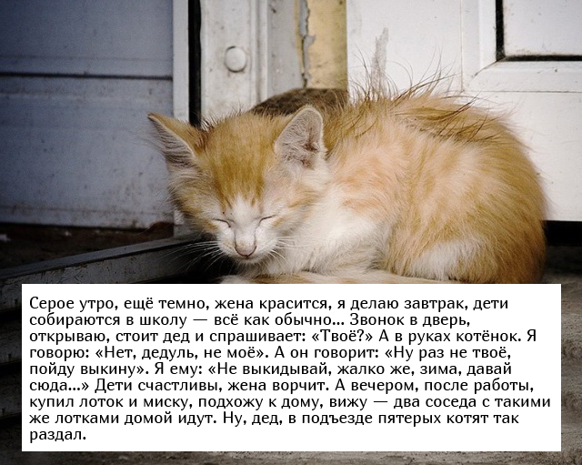 Невыдуманные добрые истории, которые настроят вас на позитивный лад