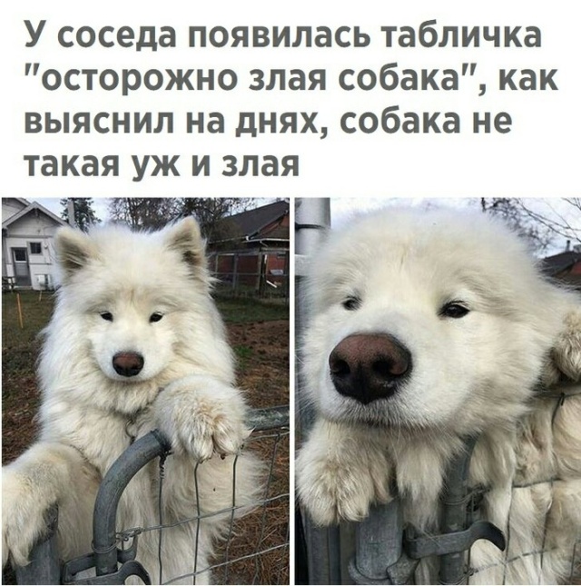 Прикольные картинки