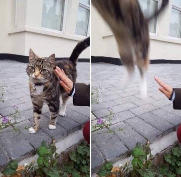 Прикольные картинки