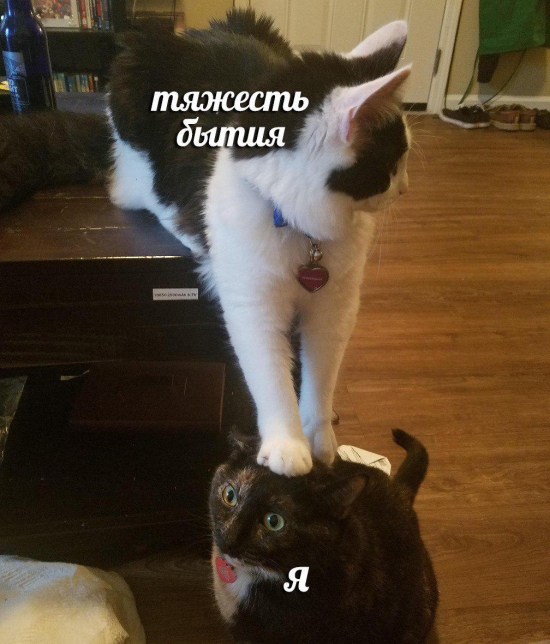 Прикольные картинки