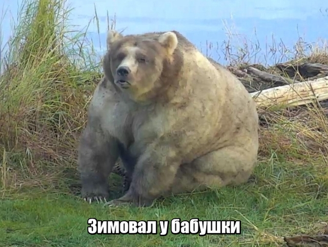 Прикольные картинки