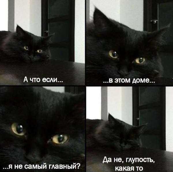 Прикольные картинки