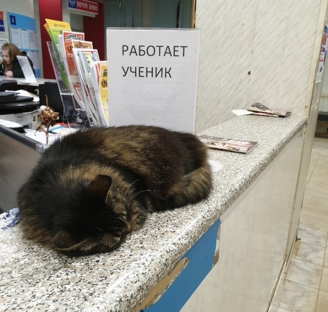 Прикольные картинки