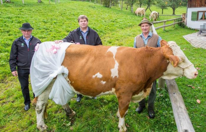 В Беларуси коров оденут в памперсы В Беларуси коров оденут в памперсы