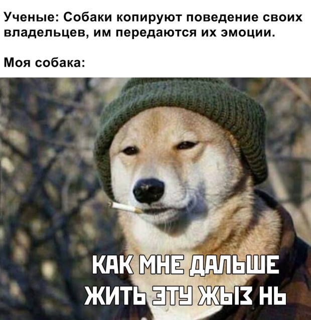 Прикольные картинки