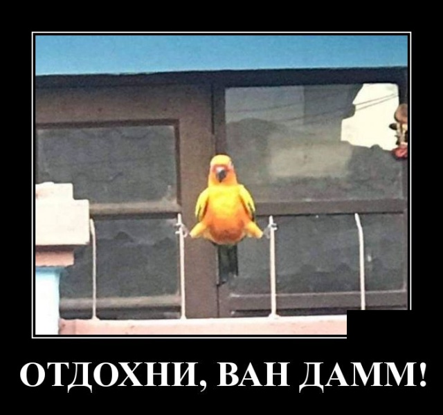 Демотиваторы