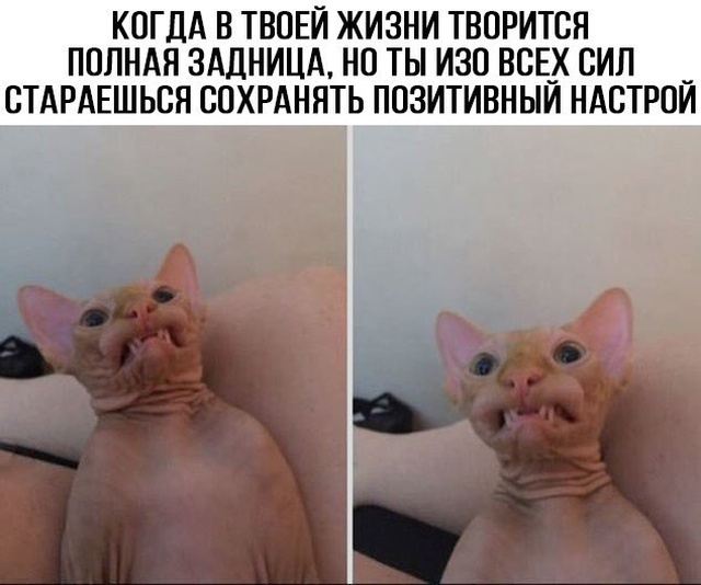 Прикольные картинки