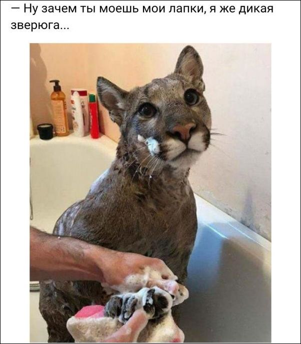 Забавные картинки