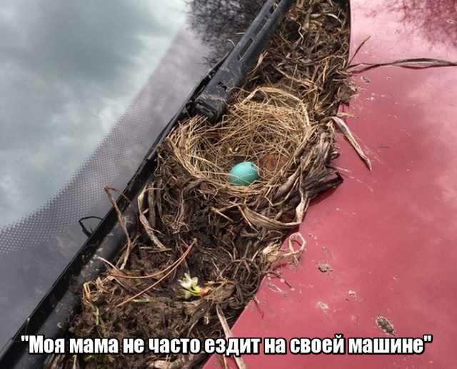 Прикольные картинки