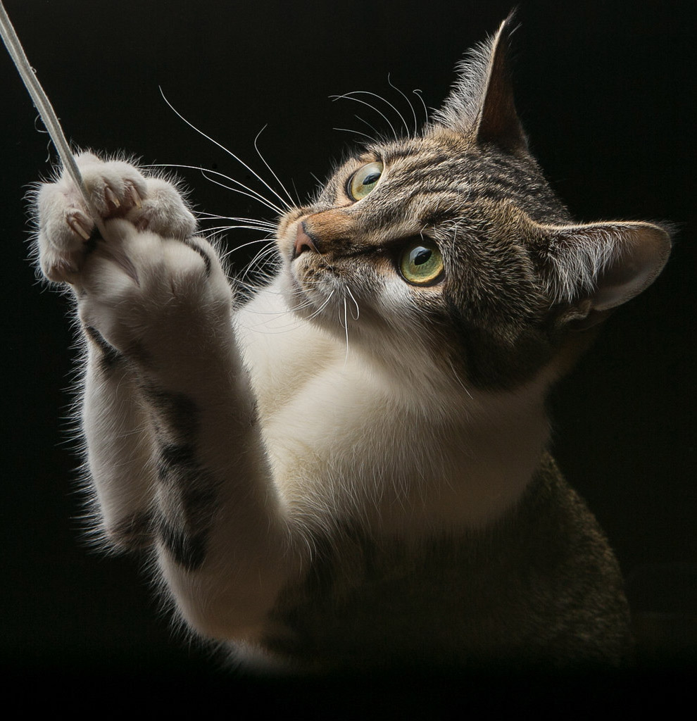 Интересные факты о котах и кошках Интересные факты о котах и кошках
