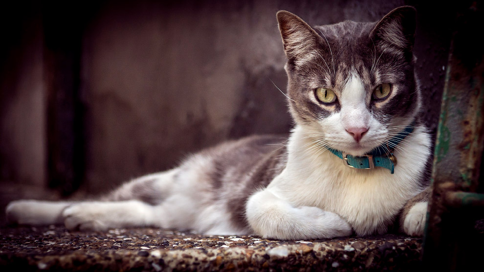 Интересные факты о котах и кошках Интересные факты о котах и кошках