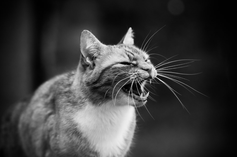 Интересные факты о котах и кошках Интересные факты о котах и кошках