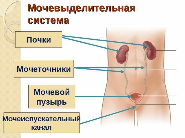 Функционирование человеческого организма Функционирование человеческого организма