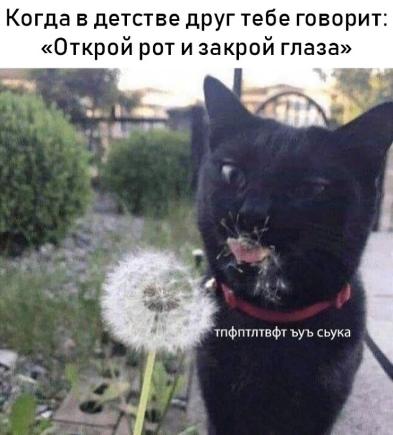 Прикольные картинки