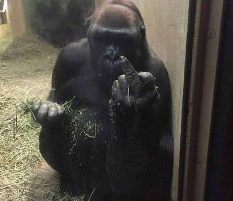 Прикольные картинки