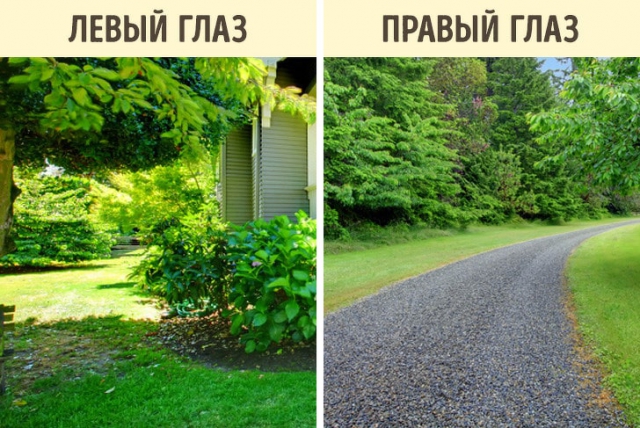 Мир глазами животных Мир глазами животных