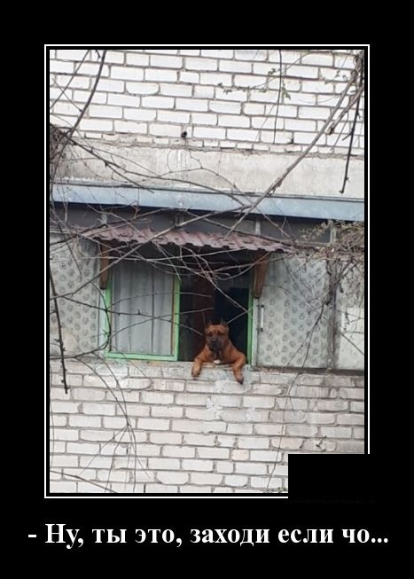 Демотиваторы