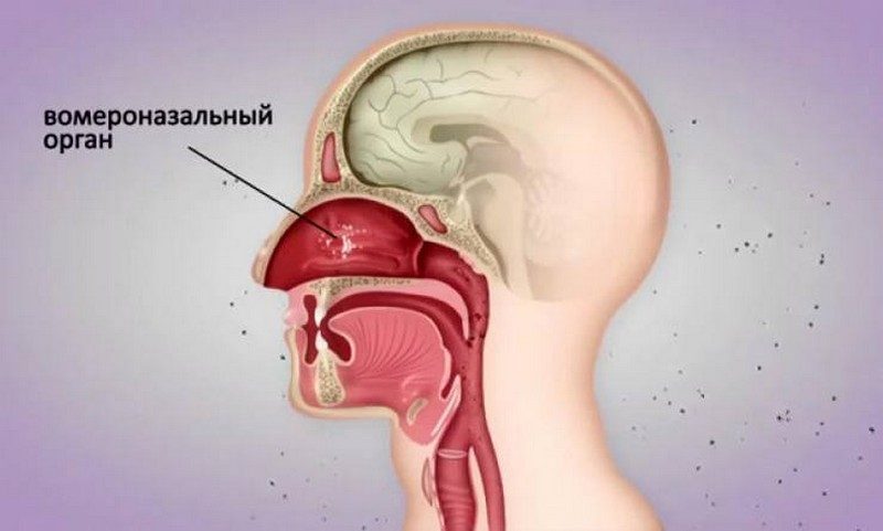 Эволюционные изменения, которые оставили загадочный след на теле человека Эволюционные изменения, которые оставили загадочный след на теле человека