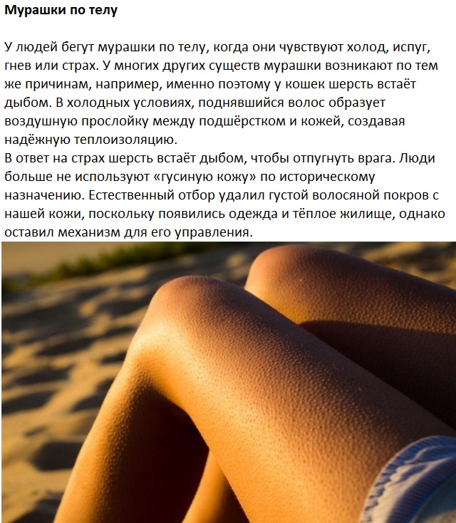 Следы на человеческом теле, оставленные эволюцией