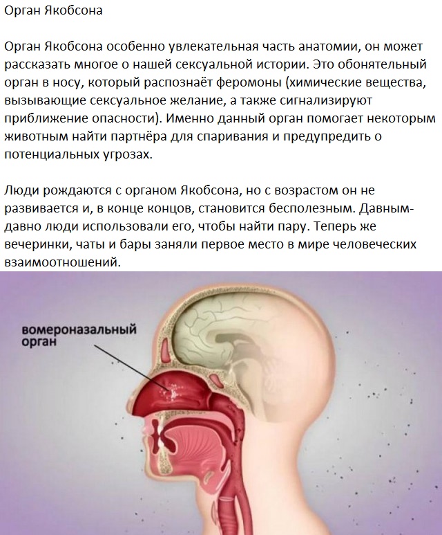 Следы на человеческом теле, оставленные эволюцией
