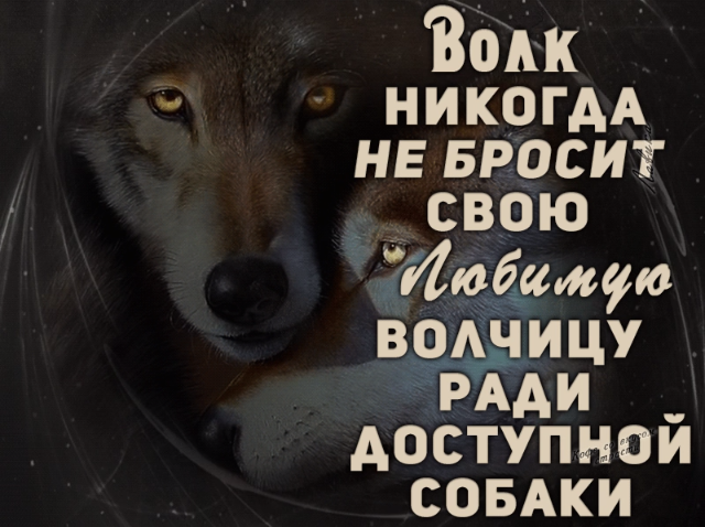 "Пацанская народная мудрость" и цитаты про волков