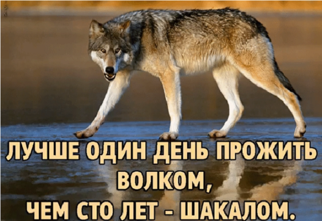 "Пацанская народная мудрость" и цитаты про волков