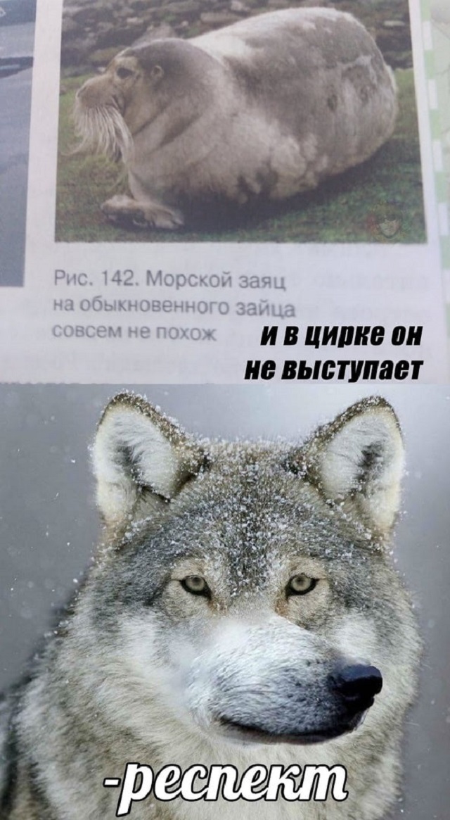"Пацанская народная мудрость" и цитаты про волков