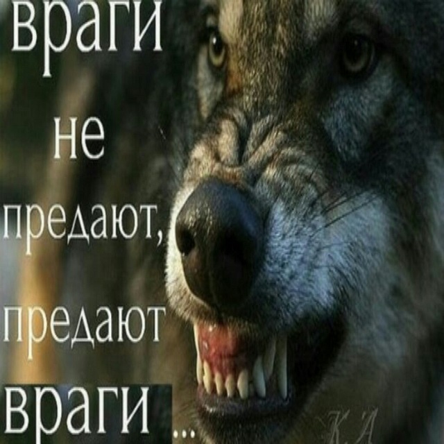 "Пацанская народная мудрость" и цитаты про волков