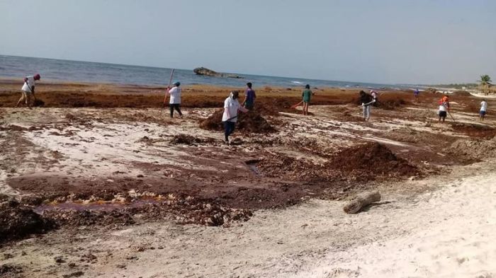 Мексиканский предприниматель строит дома из водорослей Мексиканский предприниматель строит дома из водорослей