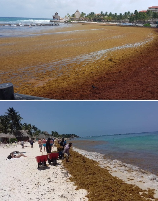 Мексиканский предприниматель строит дома из водорослей Мексиканский предприниматель строит дома из водорослей