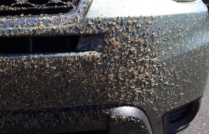 Простой способ удаления насекомых с кузова автомобиля Простой способ удаления насекомых с кузова автомобиля