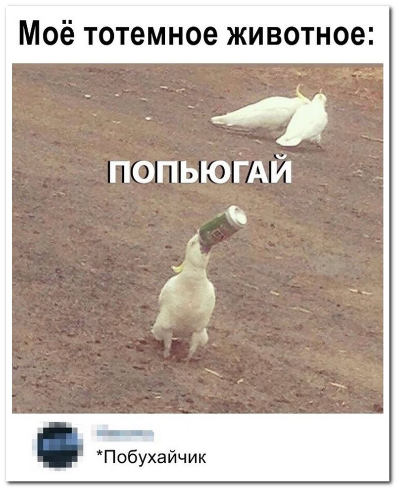 Забавные комментарии из социальных сетей