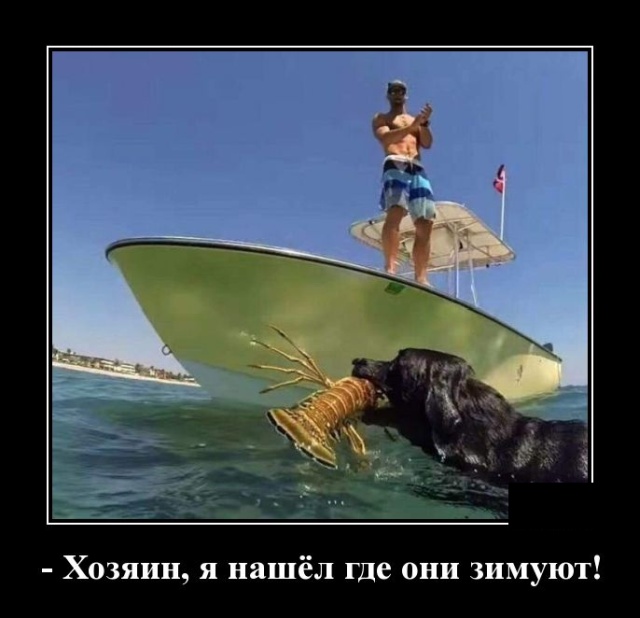 Демотиваторы