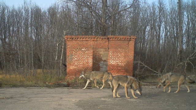 Возрождение природы в Чернобыле