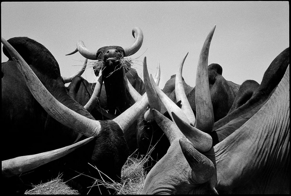 Пропитанные одержимостью фотографов снимки из коллекции Magnum Пропитанные одержимостью фотографов снимки из коллекции Magnum