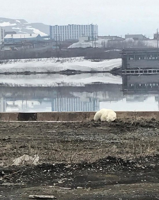 Истощенный белый медведь пришел погостить в Норильск. Людей не боится, гуляет среди машин и копается в мусоре Истощенный белый медведь пришел погостить в Норильск. Людей не боится, гуляет среди машин и копается в мусоре