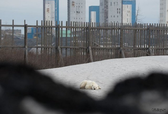 Истощенный белый медведь пришел погостить в Норильск. Людей не боится, гуляет среди машин и копается в мусоре Истощенный белый медведь пришел погостить в Норильск. Людей не боится, гуляет среди машин и копается в мусоре