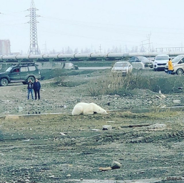 Истощенный белый медведь пришел погостить в Норильск. Людей не боится, гуляет среди машин и копается в мусоре Истощенный белый медведь пришел погостить в Норильск. Людей не боится, гуляет среди машин и копается в мусоре