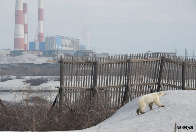 Истощенный белый медведь пришел погостить в Норильск. Людей не боится, гуляет среди машин и копается в мусоре Истощенный белый медведь пришел погостить в Норильск. Людей не боится, гуляет среди машин и копается в мусоре