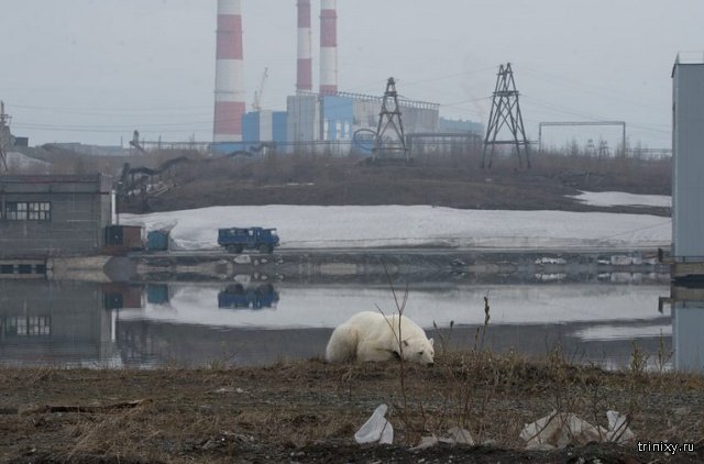 Истощенный белый медведь пришел погостить в Норильск. Людей не боится, гуляет среди машин и копается в мусоре Истощенный белый медведь пришел погостить в Норильск. Людей не боится, гуляет среди машин и копается в мусоре