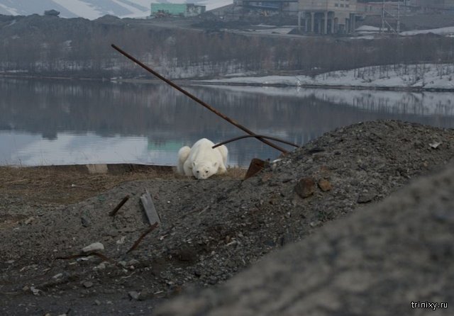 Истощенный белый медведь пришел погостить в Норильск. Людей не боится, гуляет среди машин и копается в мусоре Истощенный белый медведь пришел погостить в Норильск. Людей не боится, гуляет среди машин и копается в мусоре