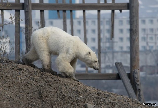 Истощенный белый медведь пришел погостить в Норильск. Людей не боится, гуляет среди машин и копается в мусоре Истощенный белый медведь пришел погостить в Норильск. Людей не боится, гуляет среди машин и копается в мусоре